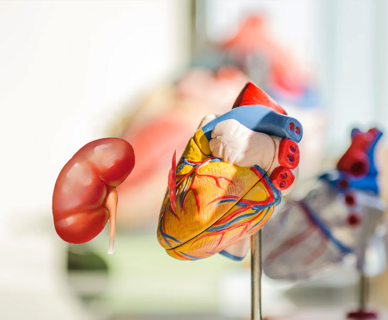 Connection between heart and kidney
